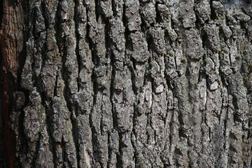 Texture of the bark of a tree