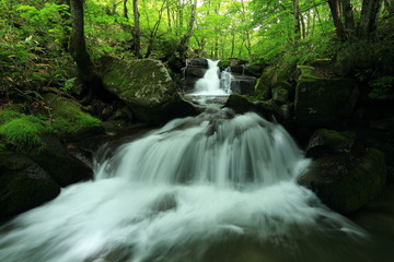 Obraz premium 遠野市 新緑の一の滝