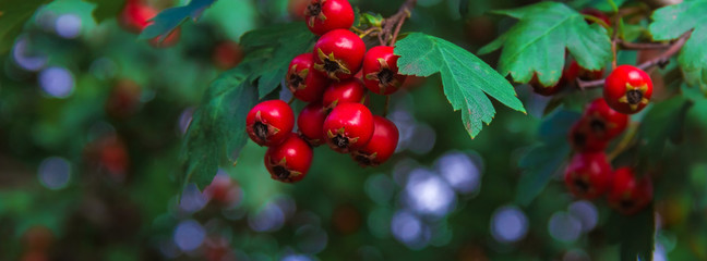 Fototapeta premium panorama berries of hawthorn on a branch with green leaves