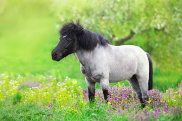 Pony standing in flowers meadow