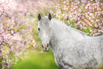 White horse portrait in spring pink blossom tree