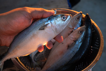  Mackerel hand