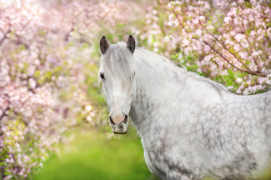 Fototapeta White horse portrait in spring pink blossom tree