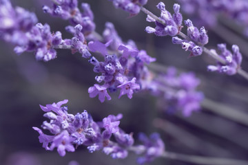 Fototapeta na wymiar field lavender flower background