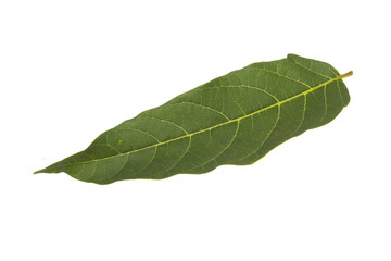 Fototapeta na wymiar green leaves isolated on white background
