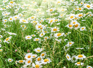 Summer chamomile field