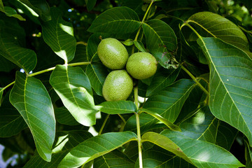 walnut on a green tree