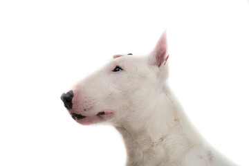 Obraz premium Bull terrier dog isolated against white background