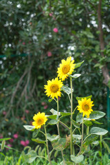 Sunflowers on the farm