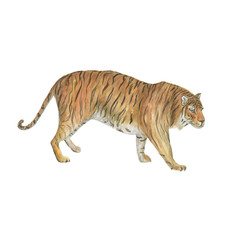 Watercolor painting a tiger. Isolated on white