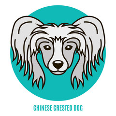 Portrait of Chinese Crested Dog. Vector illustration in style of flat