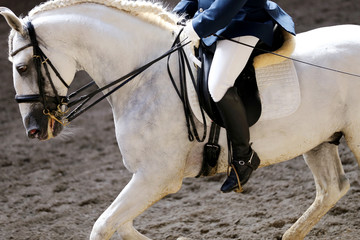 Portrait close up of dressage sport horse with unknown rider
