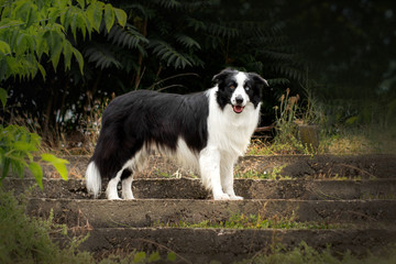 border collie dog with heterochromy beautiful summer portrait
