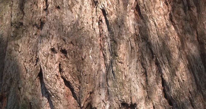 bark of the sequoiadendron giganteum