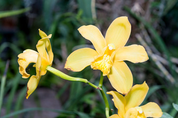 Surprising in their beauty, flowering multicolored orchids grow in the orchidarium.