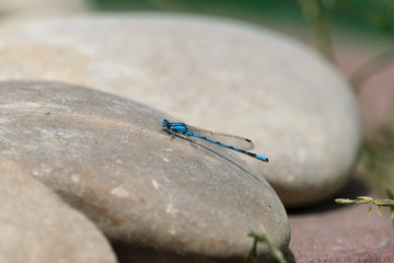 Libelle Azurjungfer