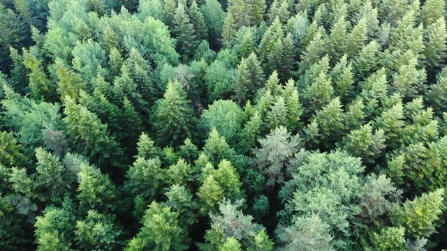 aerial shooting of the top of the trees dense green conifer forest with beautiful countryside on background horizon skyline farmland forestry industry old trees plants bird's-eye view slow motion