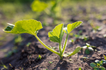 Cucumber sprout in the garden in the spring