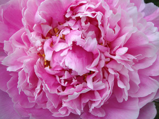 pink peony close-up background texture