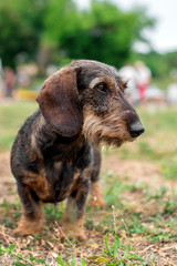 dachshund portrait	