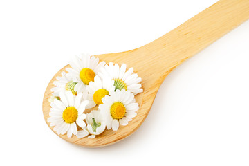 Daisy flowers and wooden spoon isolated on white background
