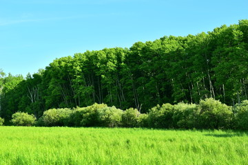 Green expanse of nature. Green dense grass and forest.