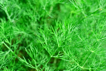 Dill thickets close-up