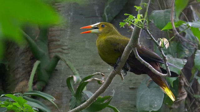 Green oropendola (Psarocolius viridis)