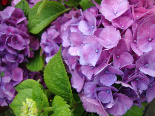 purple hydrangea with water drops from rain macro texture background