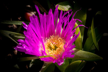 Pink and yellow flower