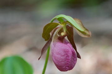 Pink Lady's Slipper orchid wildflower close-up