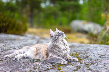 A wild cat hunts. Gray cat. A cat in the wild. The cat lies on a rock.