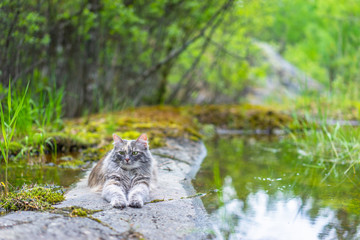 Wild cat. Northern nature. Gray cat. A cat in the wild. The cat lies on a rock.
