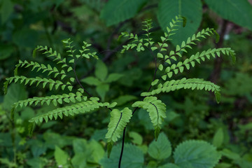 Maidenhair fern close-up