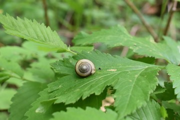 Snail on a leaf
