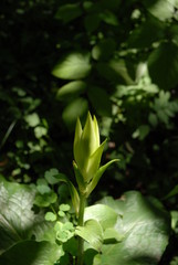 森の中　花　蕾　夏　木漏れ日　自然光
