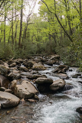 Naklejka na ściany i meble Porter's Creek, Great Smoky Mountains National Park