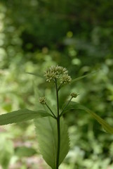 森の中で咲く花