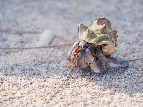 297 Best やどかり Images Stock Photos Vectors Adobe Stock