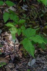 Fototapeta premium Jack-in-the-pulpit wildflower