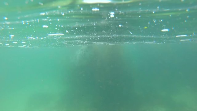close up portrait of wild grey seal swimming underwater in the sea near Dalkey Island, Ireland