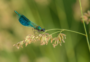  gebänderte Prachtlibelle 2