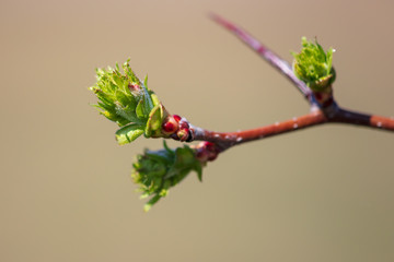 Kidney leaves on a tree in the spring