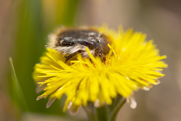 Beetle on a yellow dandelion in the spring