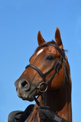Obraz premium Outdoor head portrait of a beautiful thoroughbred horse with alert facial expression and pricked ears.