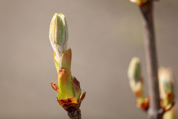 Kidney leaves on a tree in the spring