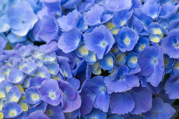 blue hortensia flowers