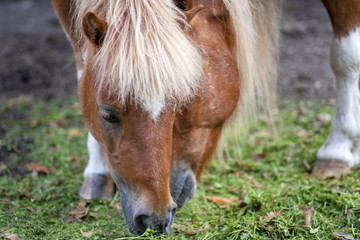 Shetland ponies grazing on green grass