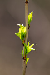 Kidney leaves on a tree in the spring
