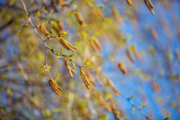 Flowers on a birch tree in the spring